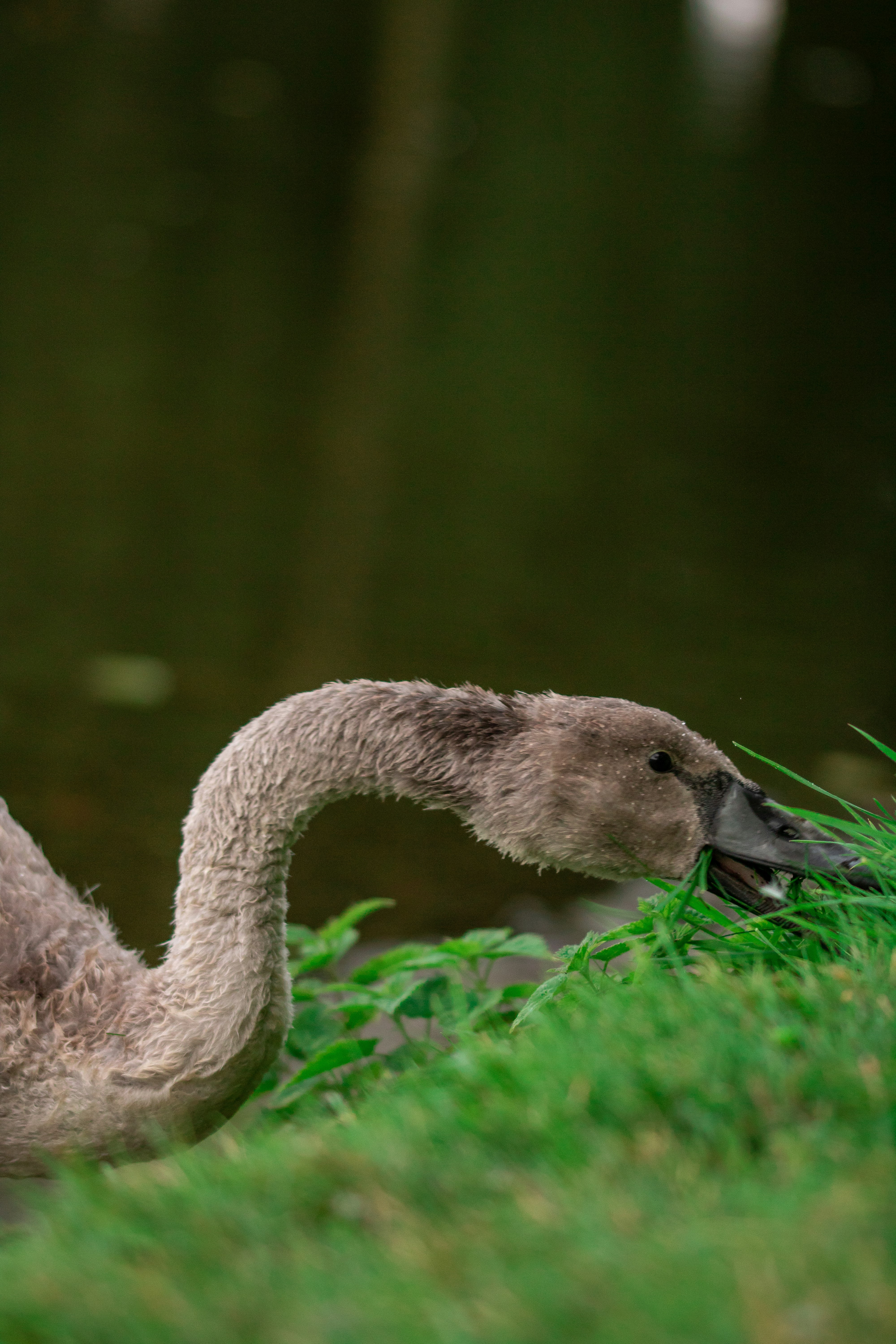 view of duck near grass